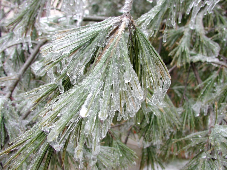 Ice Storm Shrub